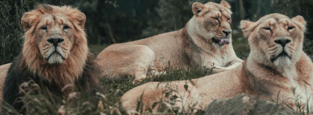 Featured Image